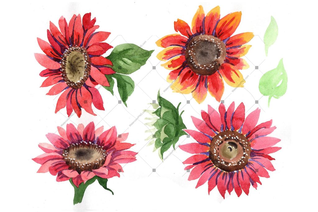 Download Sunflower Red Flower Watercolor Png Set Watercolorpng