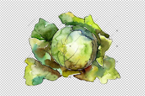 Green Cabbage Vegetables Png Watercolor Set Design