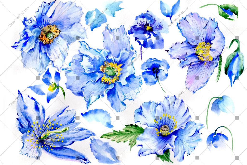 Blue Poppy Watercolor Flowers Png Watercolorpng