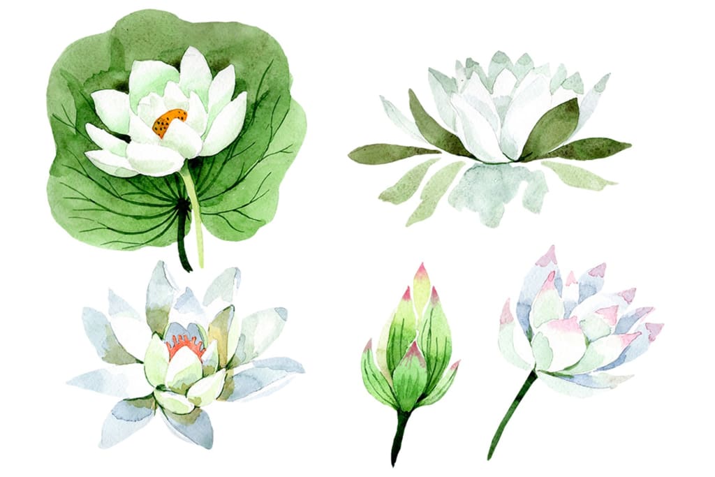 Flower White lotus Watercolor png – WatercolorPNG