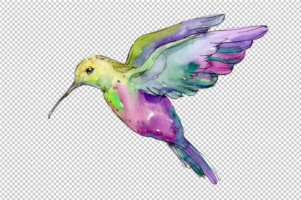 Download Nature world bird hummingbird watercolor png | WatercolorPNG