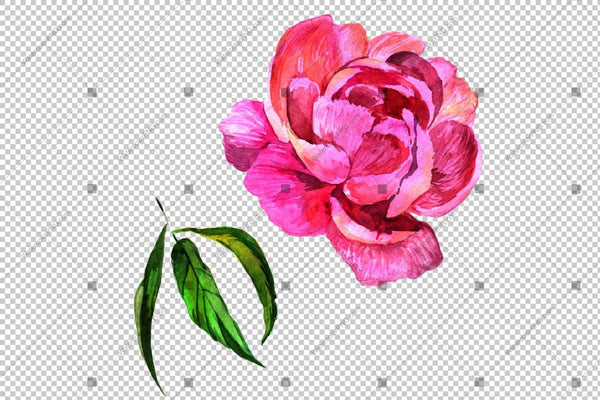 Pink peony watercolor flower PNG – WatercolorPNG