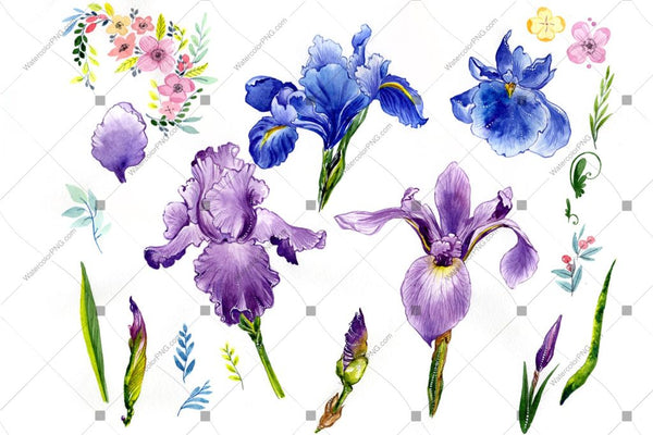 Purple iris PNG watercolor flowers  WatercolorPNG