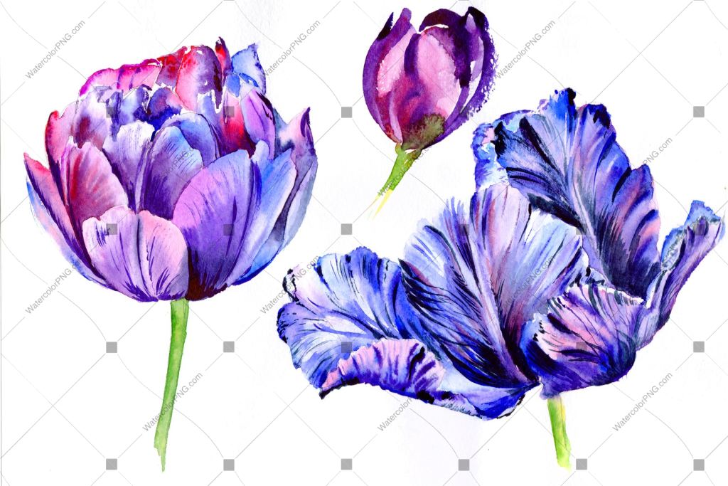 Purple Tulip Watercolor Flowers Png Watercolorpng