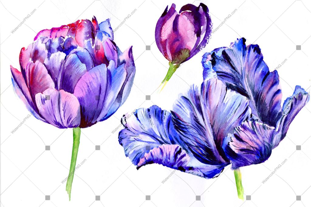 Download Purple Tulip Watercolor Flowers Png Watercolorpng