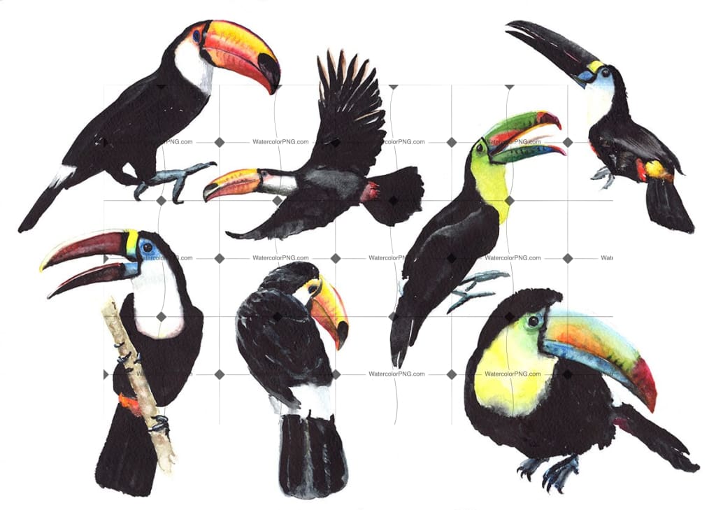 toucan png