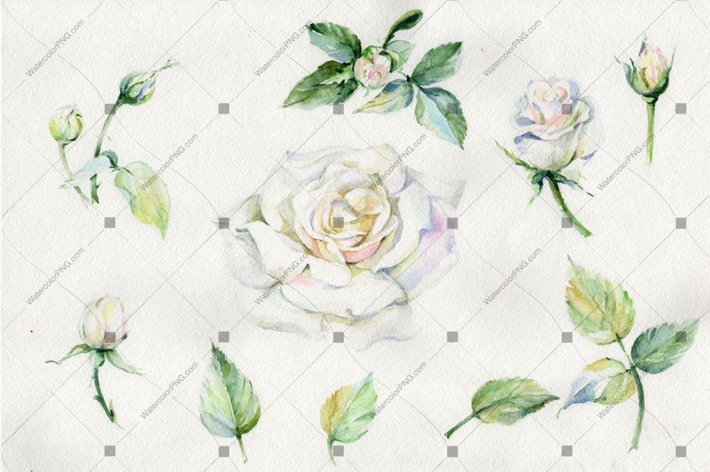 White Rose Watercolor Flowers Png Watercolorpng