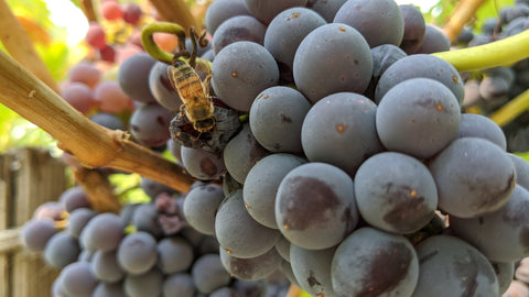 Organic grapes sustainably farmed 