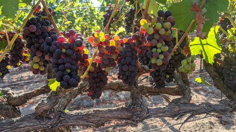 Pinot Noir grapes on the vine