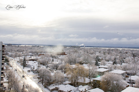 snow daze denver