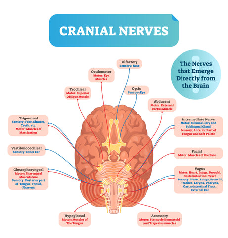 Cranial-Nerves