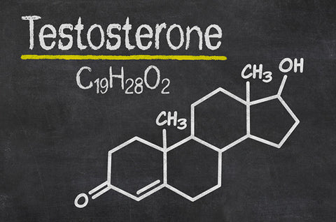 Why-Testosterone-Is-Important