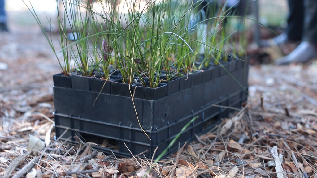 Plants in Box