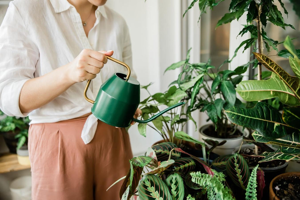 girl using a green watering can to water houseplants watering home plants new herb tiny cells oven set thyme single layer thyme excess water