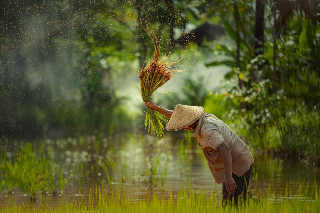 man working in Indonesia's fields largest archipelago indonesia's flag borobudur temple borobudur temple dutch east indies world's largest archipelago most expensive coffee beans largest known explosive eruption tropical rainforest heritage own domestic satellite system