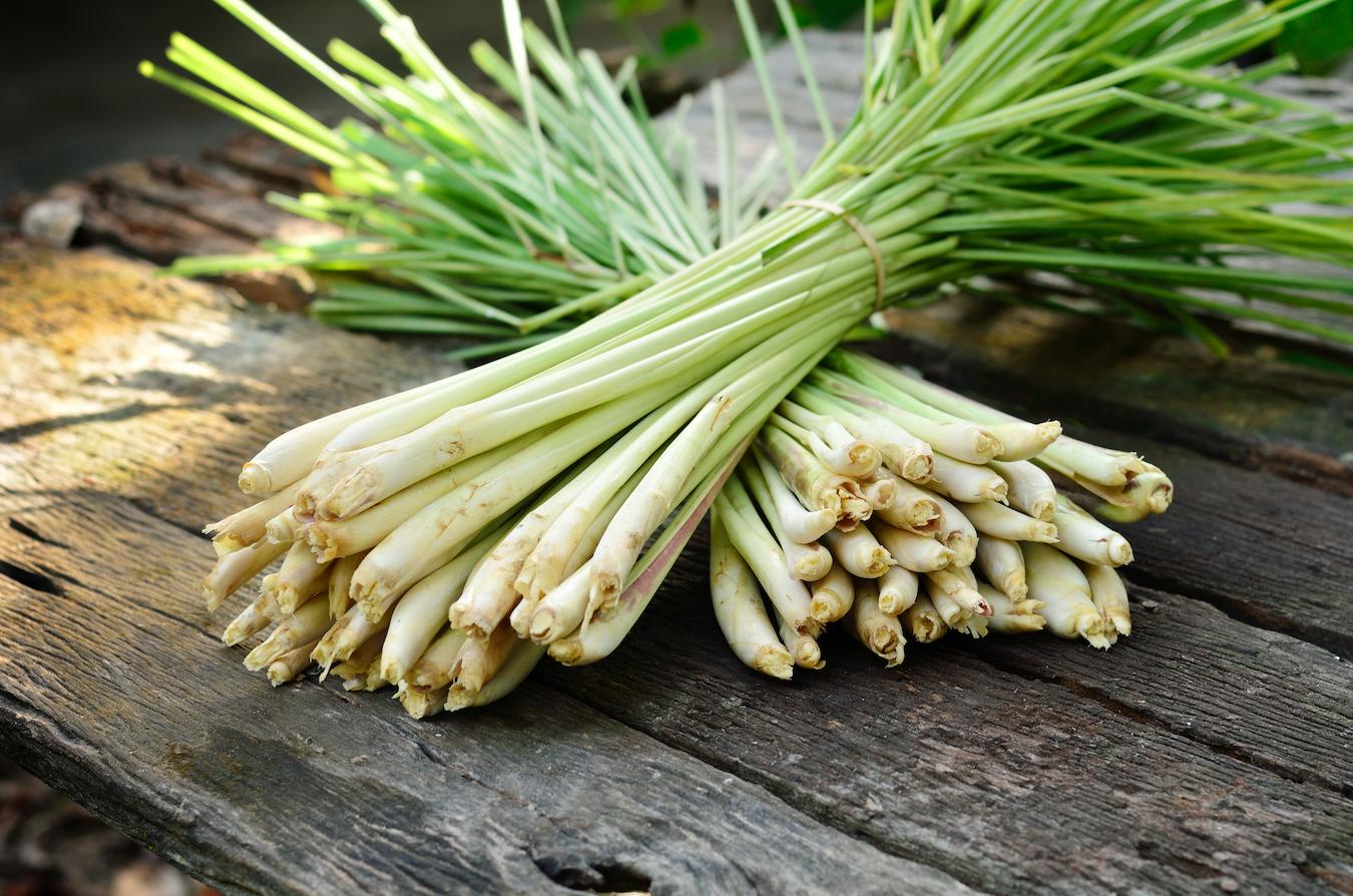 lemongrass bundled together on a table scalp wrinkles detoxify applied directly aromatherapy pores skin care lemongrass oil skin care properties skin care skin care properties