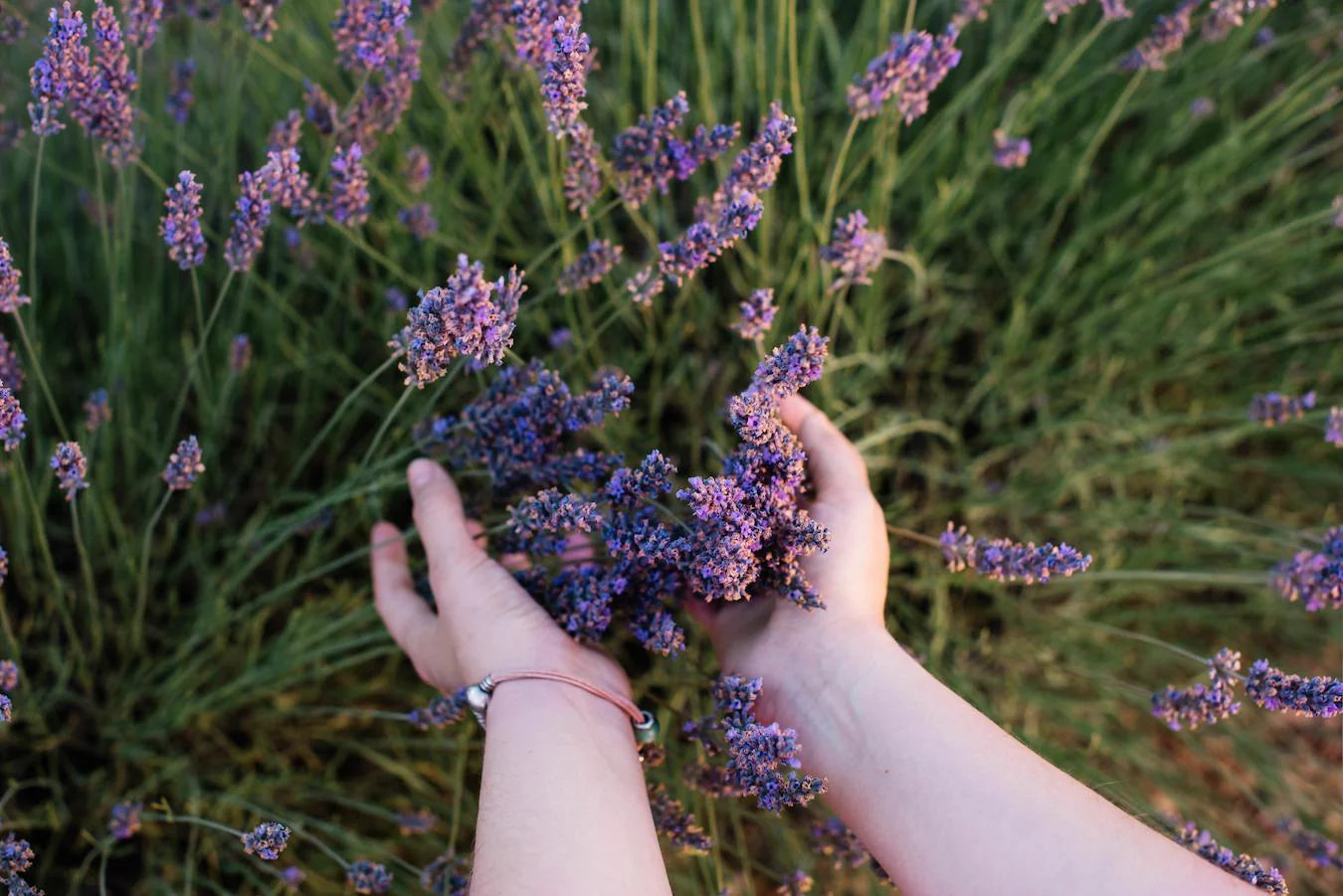 someone holding lavender plants perennial herb immune system medicinal herbs prescription medications menstrual cramps medicinal herbs medicinal herbs sore throats herbs for healing