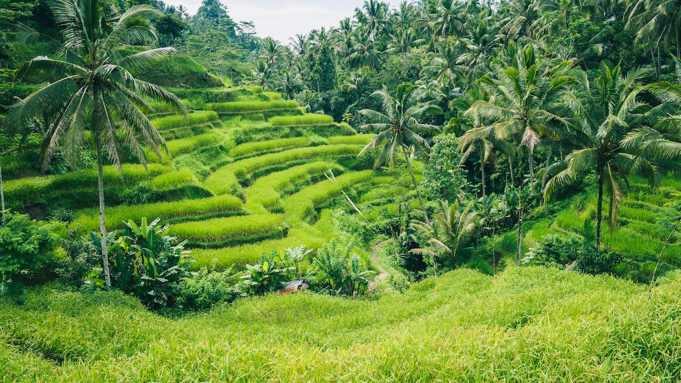 the green tegalalang rice terrace in bali indonesia fun way jeremy bishop water sports sekumpul waterfall pura lempuyang sekumpul waterfall pura lempuyang surf sand sunset tabanan regency nusa lembongan nusa penida one of bali's visit monkeys nusa penida sand island explore sunrise sun world seminyak temple surf nusa penida nusa lembongan beach one of bali's nusa penida nusa penida visitors yoga visit driving bali's sunrise sunset sand temple beach bali yoga visit bali