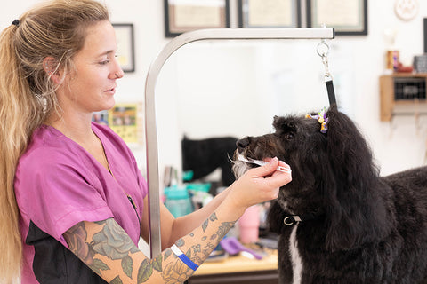 teeth brushing add-on service for dog grooming