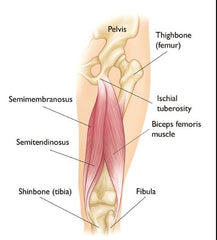 Muscles Hamstring