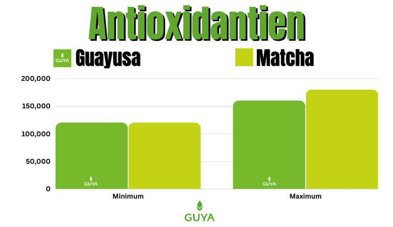 Antioxidants green tea or Guayusa Tea healthy