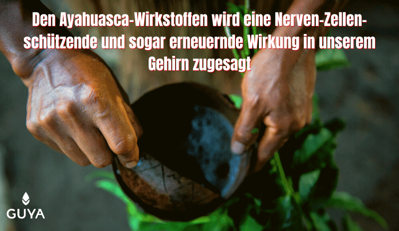 Ayahuasca Wirkung & Inhaltsstoffe