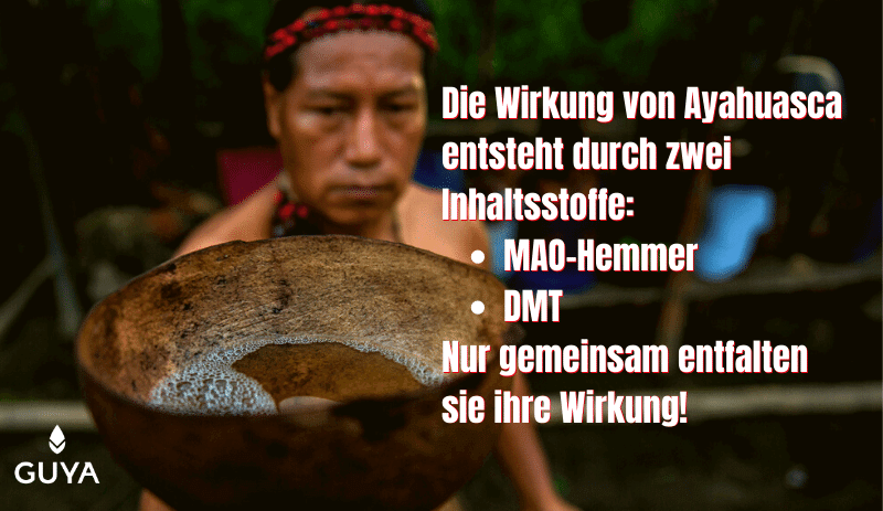 Ayahuasca Wirkung