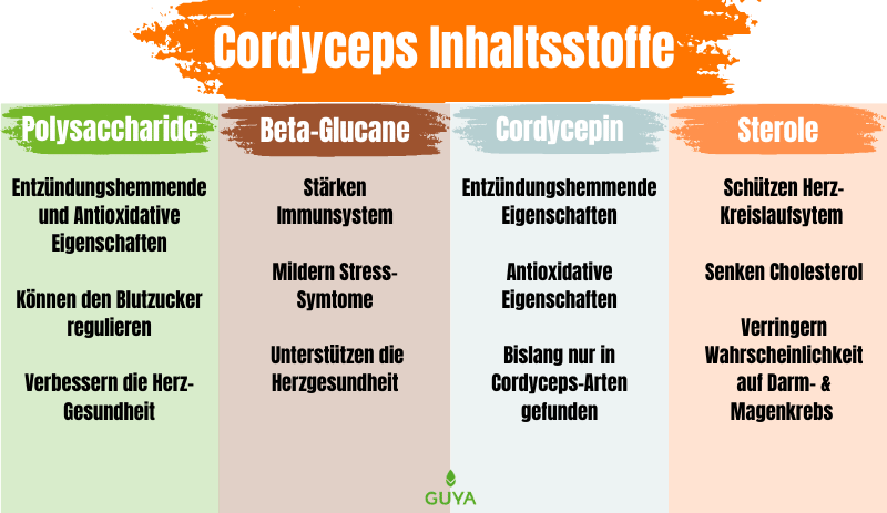 Cordyceps ingredients