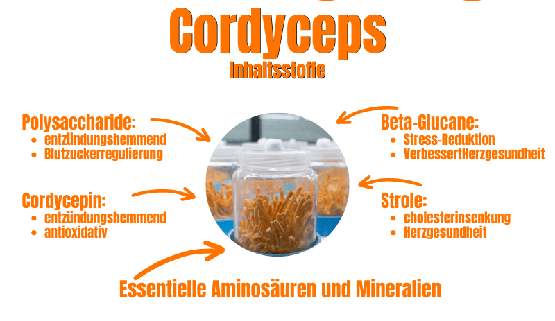 Cordyceps Fungus Ingredients Active Ingredients 