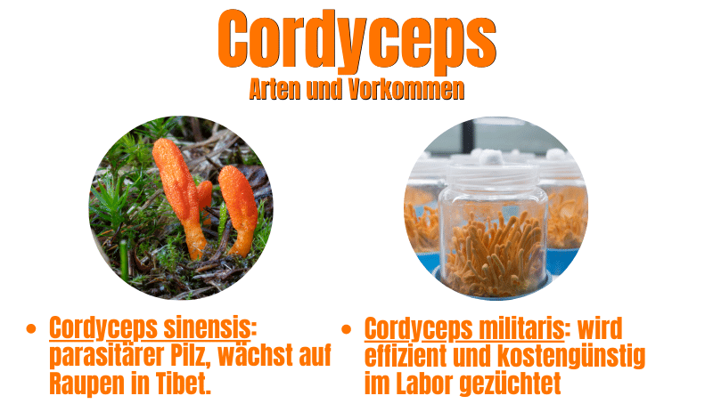 Cordyceps Pilz-Arten Vorkommen