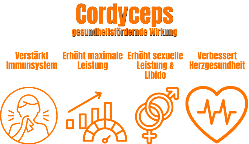 Cordyceps Wirkung Vitalpilz