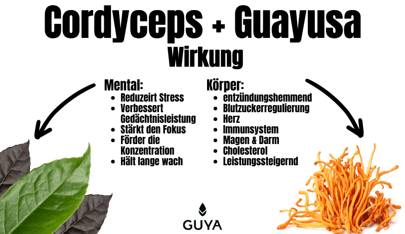 Cordyceps und Guayusa Wirkung Biohacking