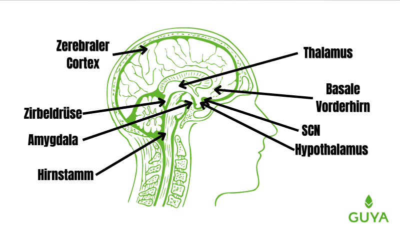 The brain while sleeping