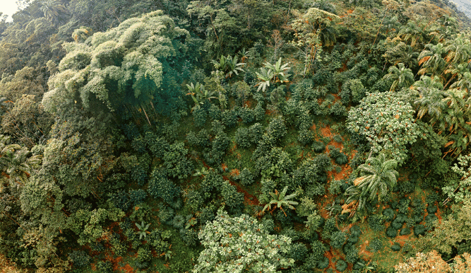 Guayusa Anbau