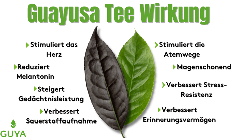 Guayusa Tea effect