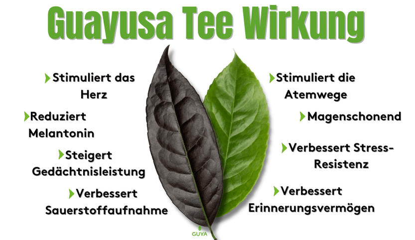 Guayusa Tee Wirkung Übersicht