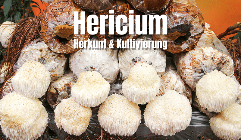 Hericium Löwenmähne Lions Mane Herkunft und Kultivierung
