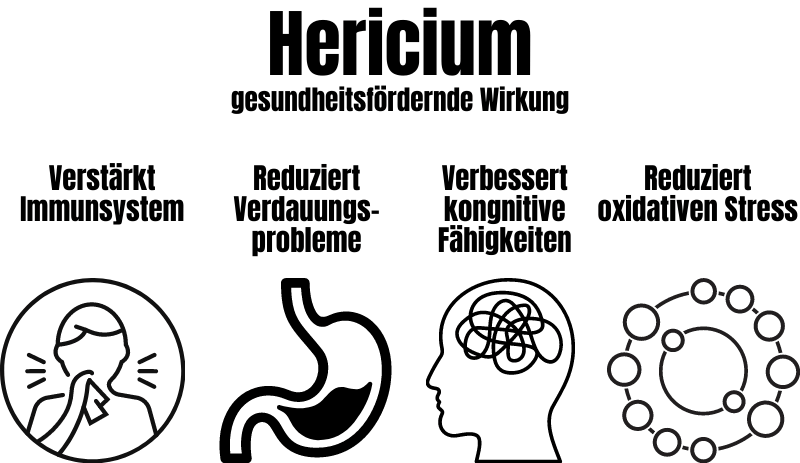 Hericium Löwenmähne gesundheitliche Wirkung