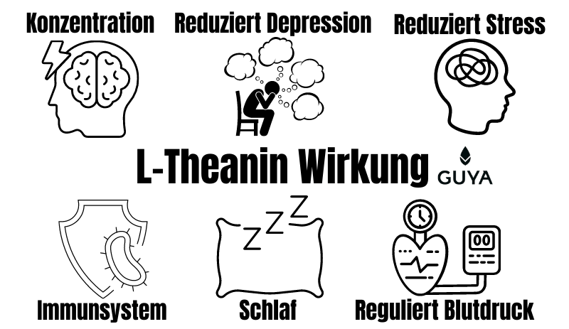 L-Theanin Wirkung Überblick