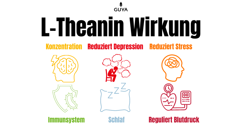 L-Theanin Wirkung