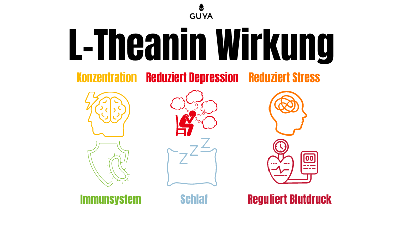 L-theanin effect