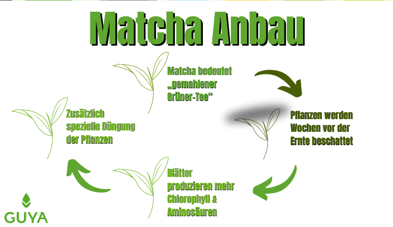 Matcha Anbau