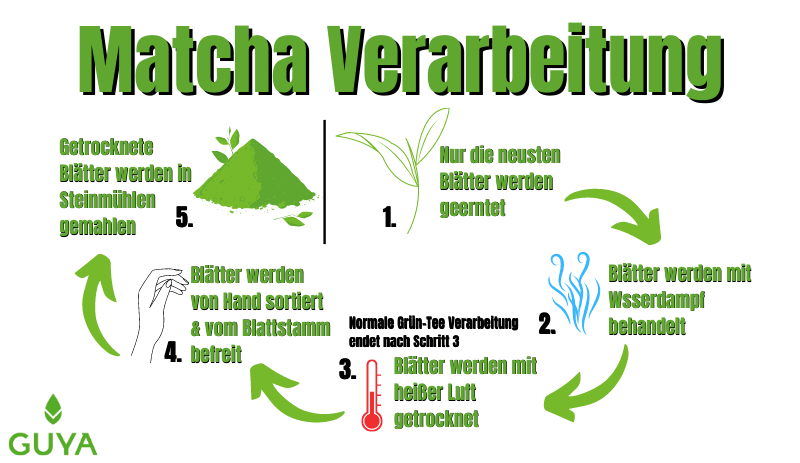 Verarbeitung Matcha VS Grüner-Tee