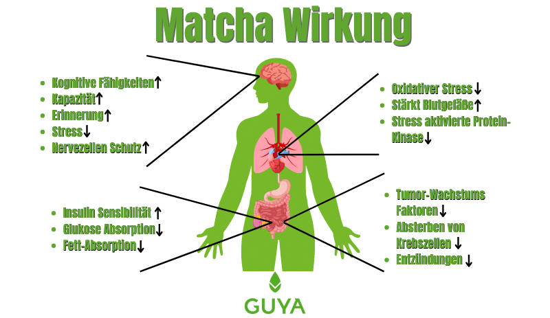 Matcha Wirkung