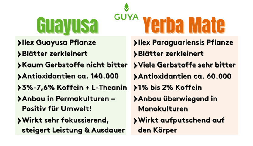 Mate tea VS Guayusa Tea comparison