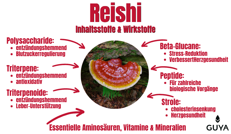 Reishi mushroom ingredients and active ingredients