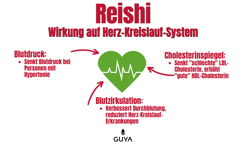 Reishi Wirkung auf Herz-Kreislauf-System