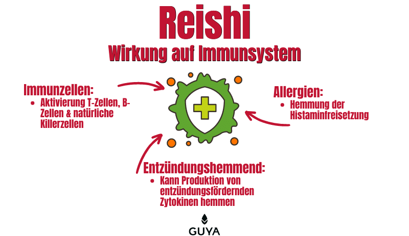 Reishi effect on the immune system