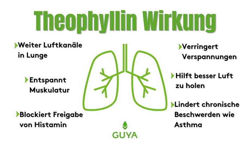 Theophyllin Wirkung – wie wirkt Theophyllin