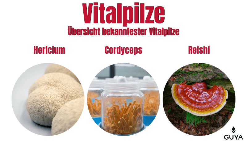 Vitalpilze Übersicht Hericium, Cordyceps, Reishi Pilz